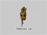 藏品(菲律賓產昆蟲)的圖片